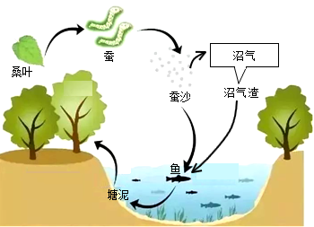 紅樹林濕地生態系統的自然保護與管理