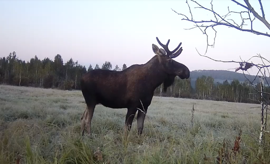 內蒙古室韋自治區級自然保護區生態修復成效顯著，珍稀物種再現生機