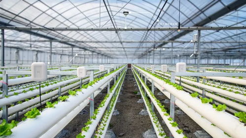 溫室大棚建設(shè)規(guī)模與自然生態(tài)系統(tǒng)保護(hù)的平衡之道