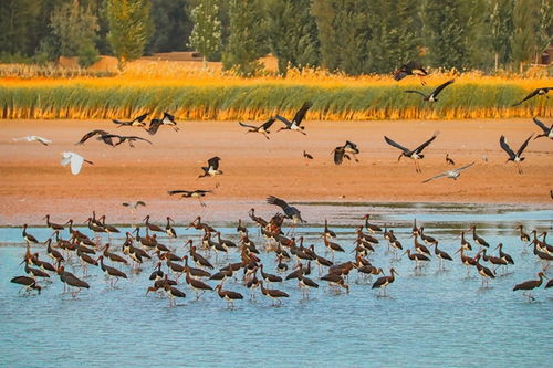 深化生物多樣性保護，提升濕地生態系統質量——張掖黑河濕地國家級自然保護區的創新實踐